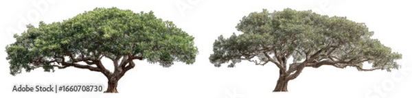 Fototapeta Two large trees against black background