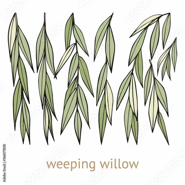 Fototapeta Weeping willow. Hand drawing. Set of vector illustrations