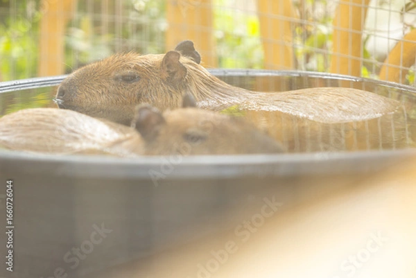 Fototapeta Two brown capybaras soaking in water on a calm pond evening time before sunset in the zoo