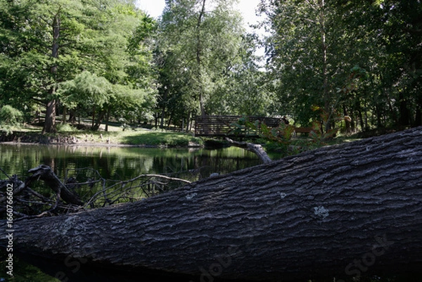 Fototapeta Fallen Tree in Pond with Hidden Turtle Shell