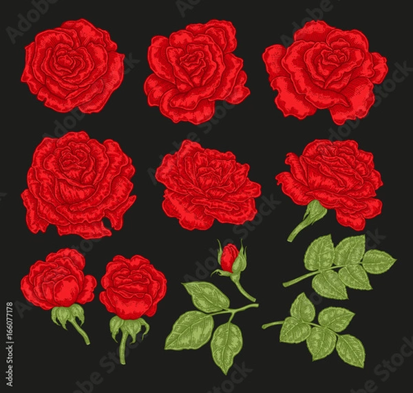 Obraz Big set with red rose flowers and leaves in vintage style. Hand drawn botanical vector illustration. Floral design elements