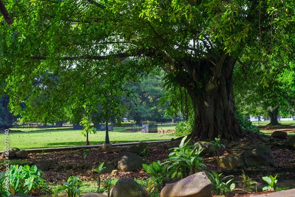 Obraz green leaves on tree trunks