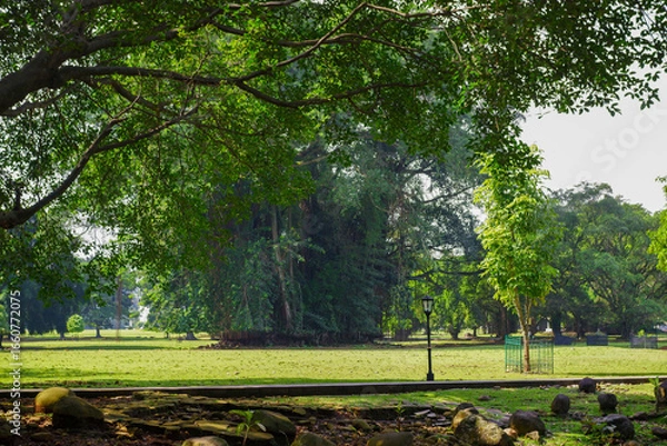 Obraz trees in the park