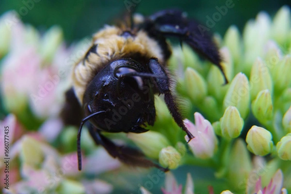 Obraz Carpenter Bee on Sedum