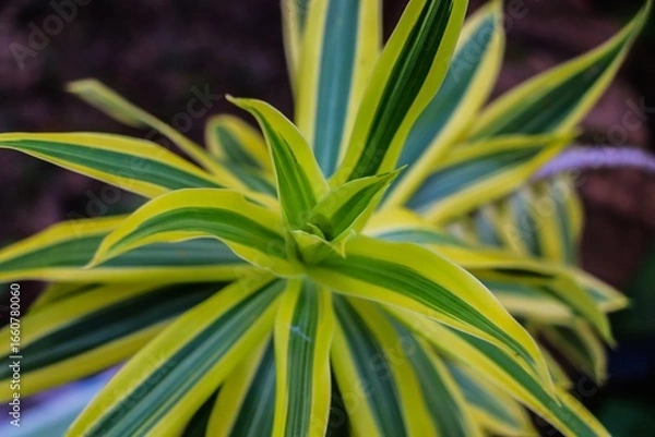 Obraz close-up view of ornamental trees and leaves showcasing a stunning mix of green and yellow hues. The intricate patterns and textures highlight the beauty of nature, creating a vibrant and harmonious s