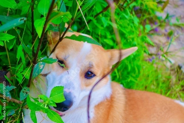 Obraz cute brown dog resting peacefully in nature, capturing a tender moment of relaxation and charm. The warm tones and gentle pose reflect both comfort and natural beauty, making the scene heartwarming an