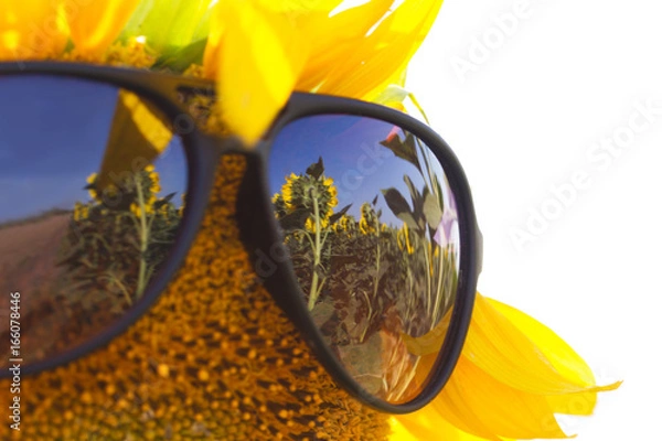 Obraz Sunflower wearing sunglasses