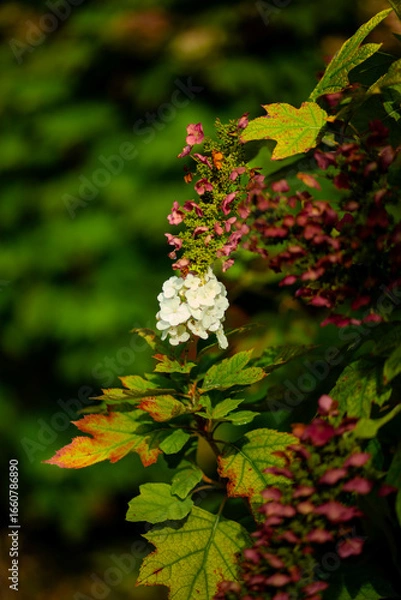 Obraz red maple leaves