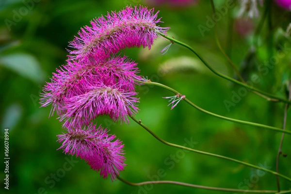 Fototapeta Japanese burnet (Sanguisorba obtusa) in flower. Terminal spikes of small fluffy pink flowers with conspicuous stamens on plant in the family Rosaceae