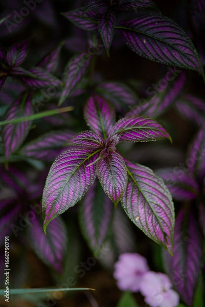 Obraz purple clematis flower