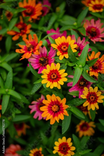 Obraz red and yellow flowers