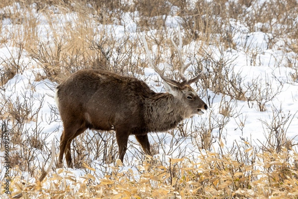 Obraz Sika Deer, Japan