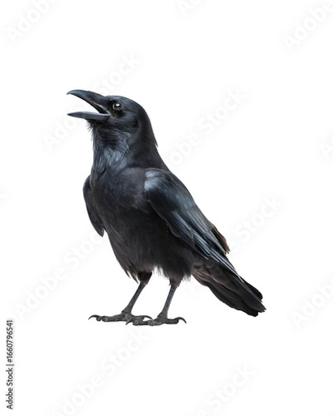 Fototapeta A black crow making unusual vocalizations