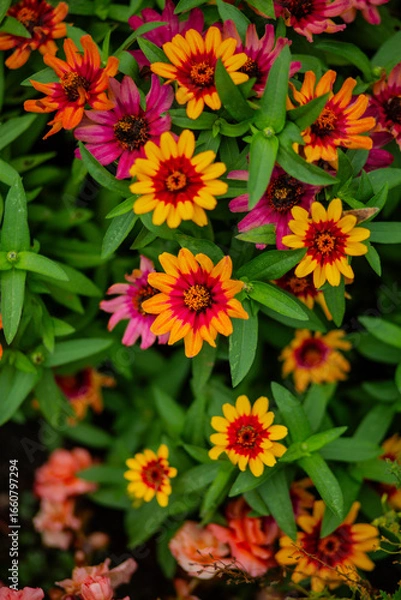 Obraz red and yellow flowers