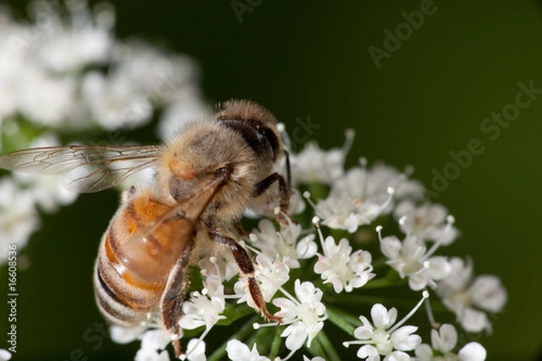 Fototapeta Bee and flower