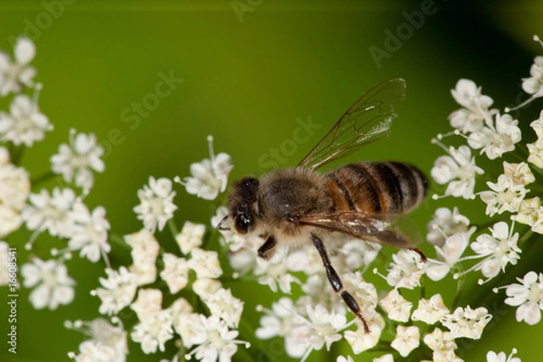 Fototapeta Bee and flower