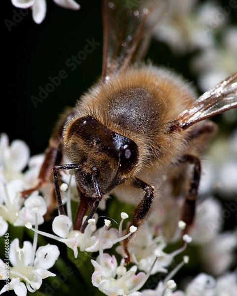 Fototapeta Bee and flower