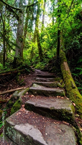 Fototapeta Stone steps winding through a lush forest
