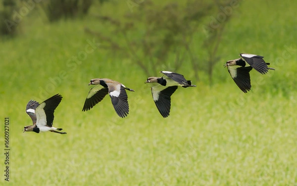 Obraz Southern Lapwing