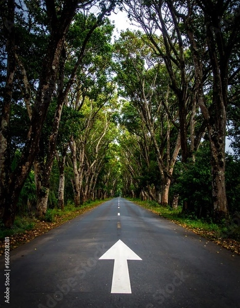 Fototapeta Road through a tree tunnel