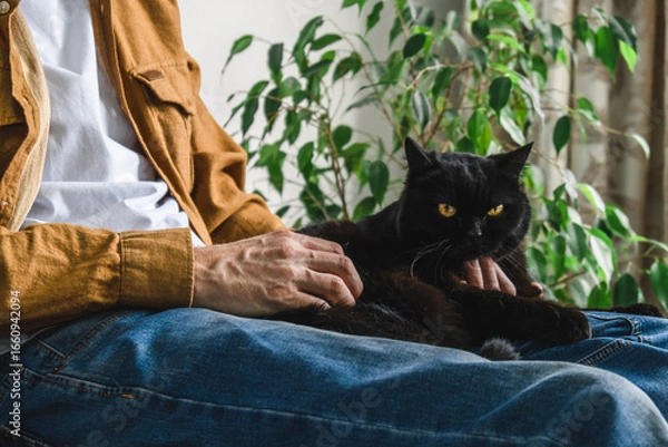Fototapeta person sits comfortably on couch, petting black cat resting on their lap. room is filled with plants, creating warm and inviting atmosphere. close up.