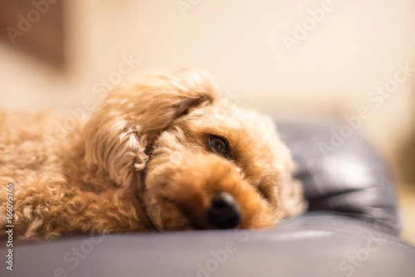 Obraz Mój słodki pies