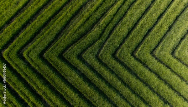 Fototapeta Aerial View of Geometric Green Fields
