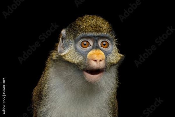Obraz Portrait of Red tail monkey, or Schmidt's guenon Cercopithecus ascanius ape Isolated on Black Background