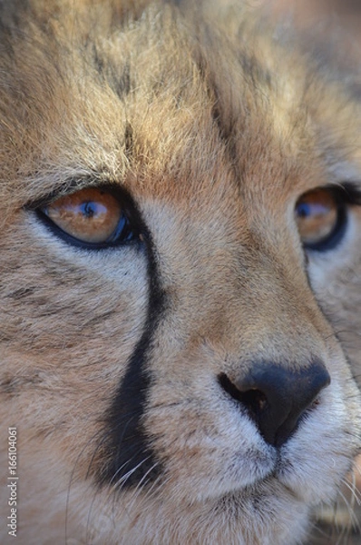 Obraz Look through my eyes