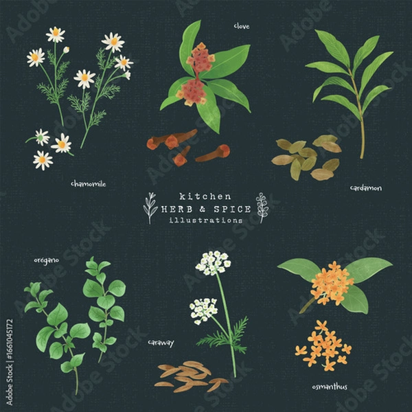 Fototapeta キッチンハーブとスパイスの水彩イラスト-1（背景 紺）