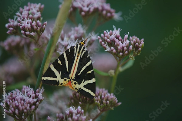 Obraz Russischer Bär