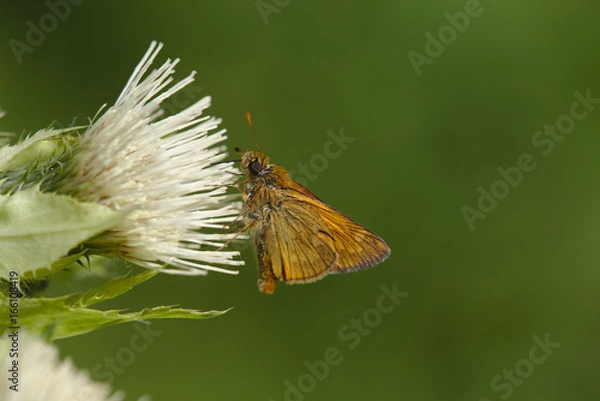 Obraz Großer Braundickkopffalter