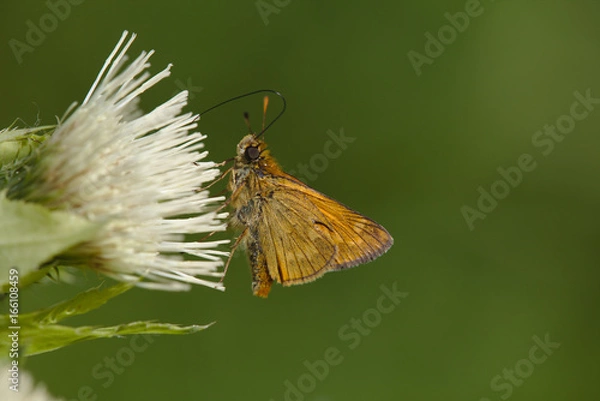 Obraz Großer Braundickkopffalter