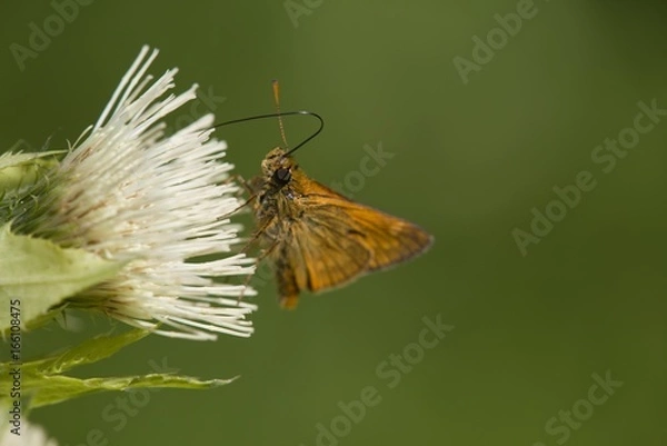 Obraz Großer Braundickkopffalter