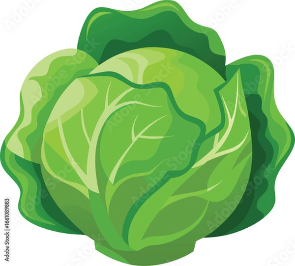 Fototapeta Cabbage leaf