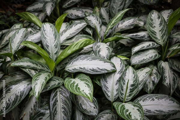 Obraz Aglaonema, Kolbenfaden oder Immergrün