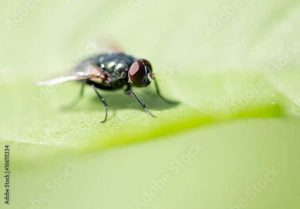 Fototapeta Fly on a green leaf in the open air