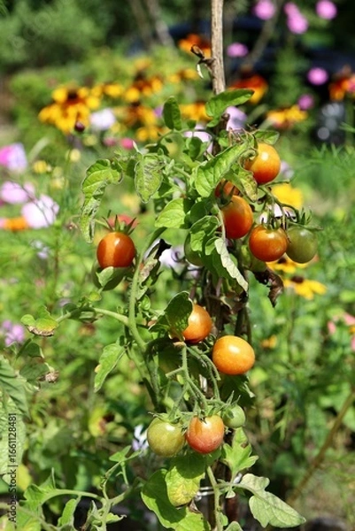 Obraz tomatoes on the vine