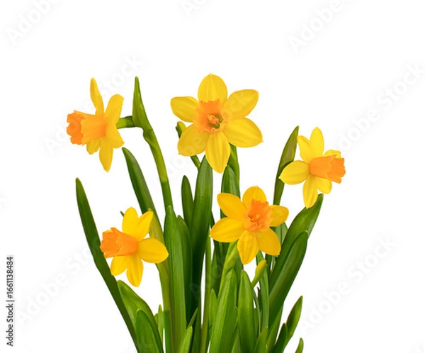 Obraz Spring bright yellow daffodil flowers isolated on white background.