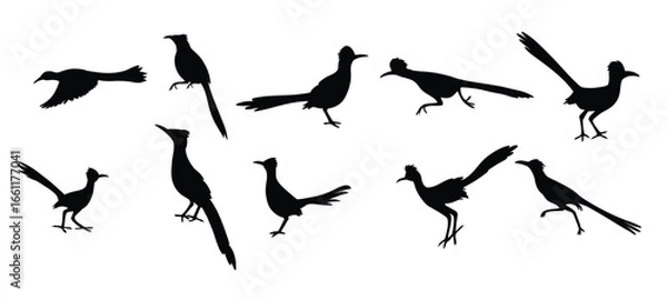 Obraz : greater roadrunner vector illustration silhouette set