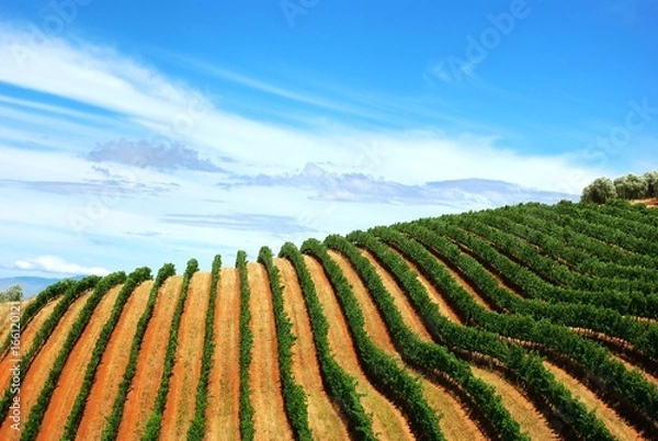 Fototapeta Views of vineyards in South Africa near Franshoek
