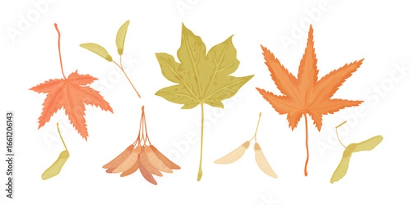Fototapeta Fall maple leaves and seeds. Autumn season vector elements isolated on white. Elements for scrapbooking, card making, thanksgiving designs.