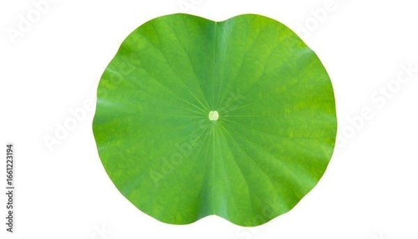 Obraz Lotus leaf close up