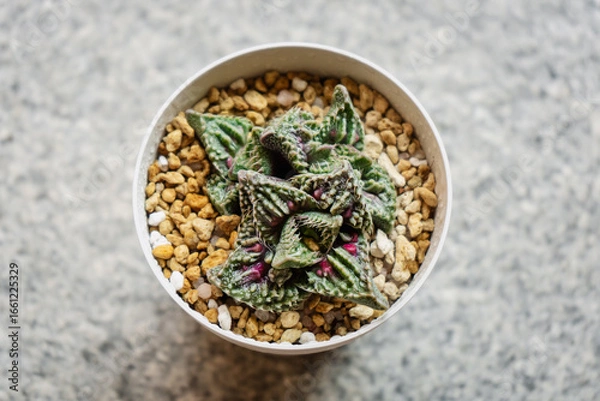 Fototapeta Young succulent plant Faucaria Super Warty in a pot