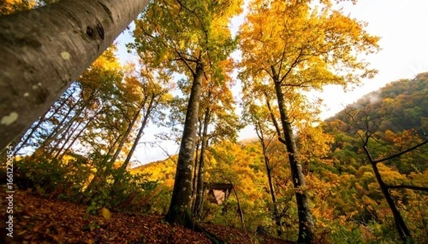 Fototapeta Autumn Adventure, Majestic Trees, Forest Trail, Nature Photography, Vibrant Colors, Low Angle View