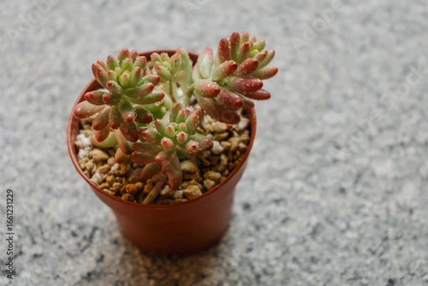 Fototapeta Young succulent plant Sedum rubrotinctum aurora variegata in a pot