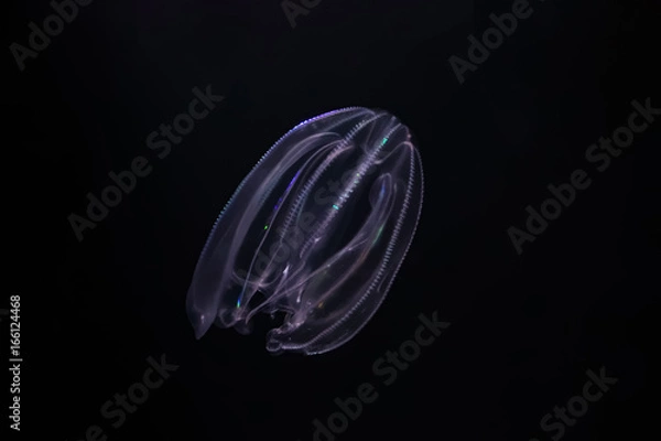 Fototapeta Cténophore