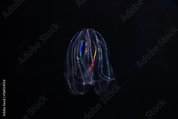 Fototapeta Cténophore