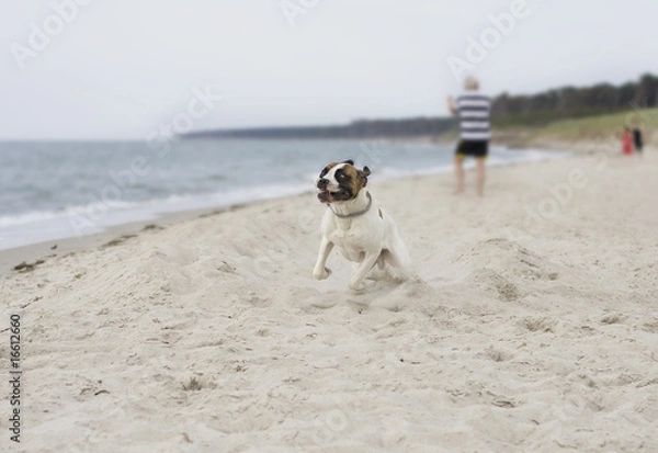 Fototapeta fun on beach