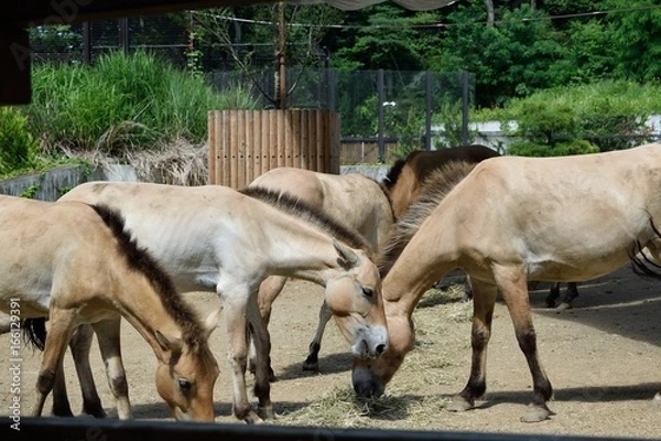 Obraz 多摩動物公園 エサを食べるモウコノウマの群れ